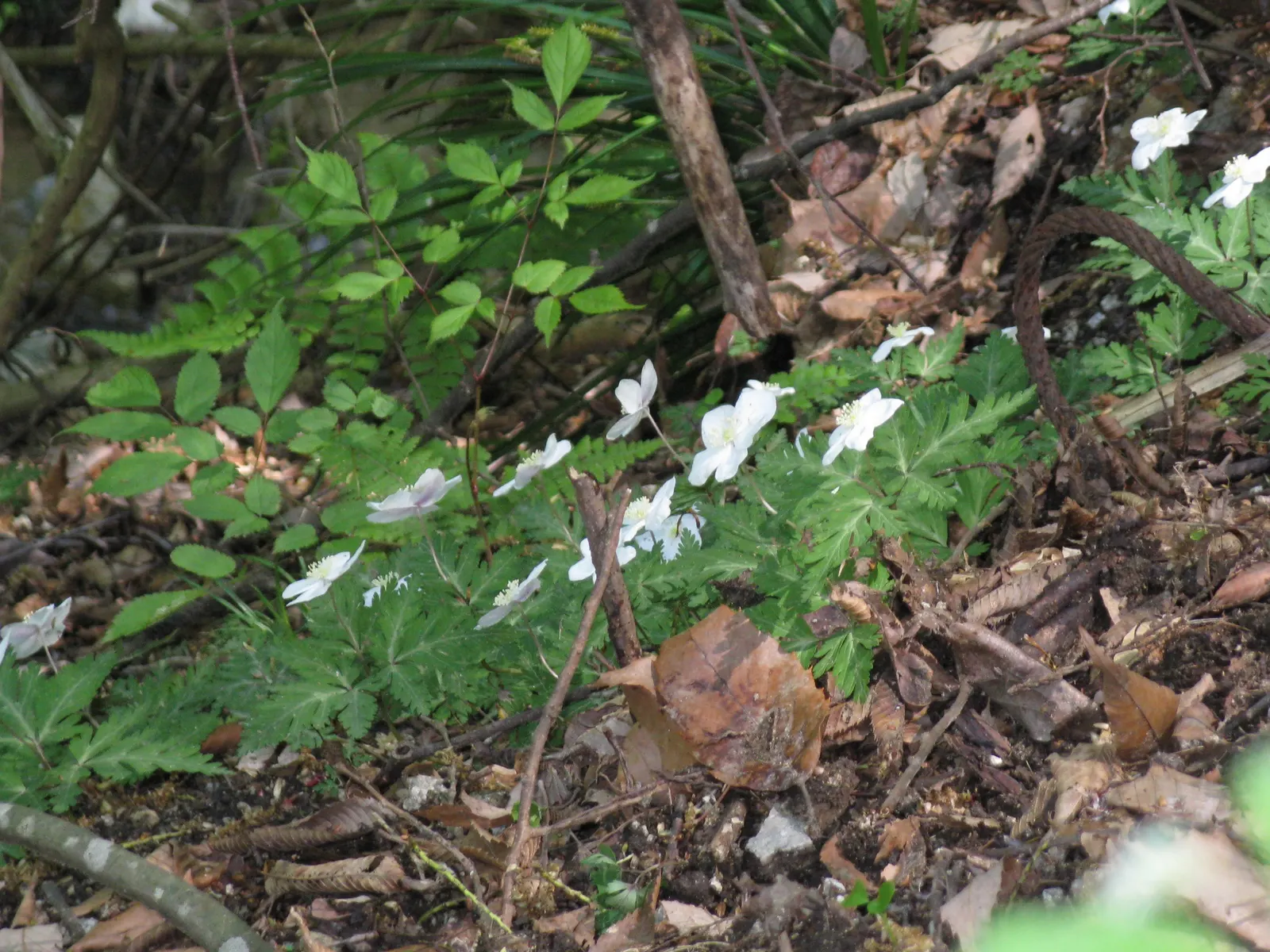 Japanese Anemone (Anemone Japonica) — consider its wind-swept movement and ethereal quality; this perennial's height ranges from 2 to 4 feet, image 125