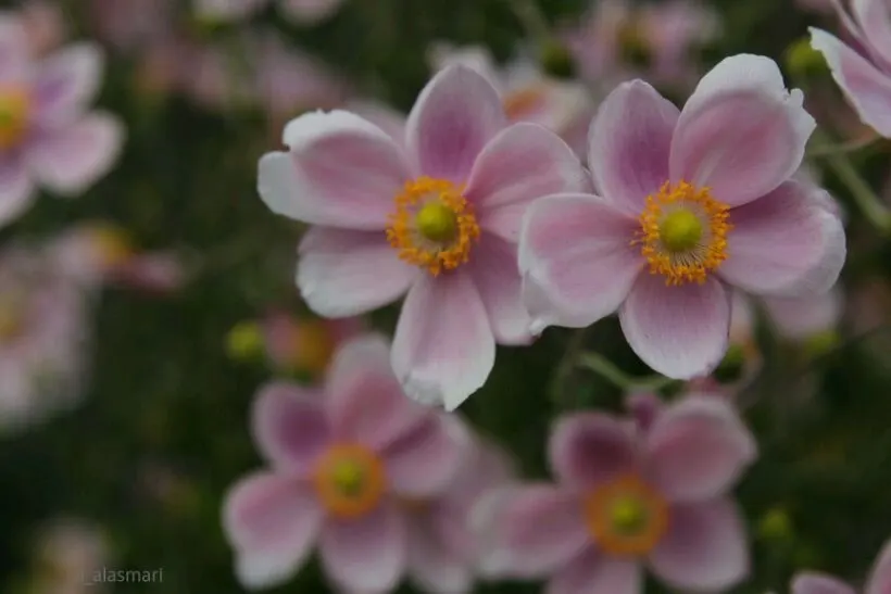 Japanese Anemone (Anemone Japonica) — with approximately 1 inch per week to sustain its vital appearance; flowering from late summer into fall