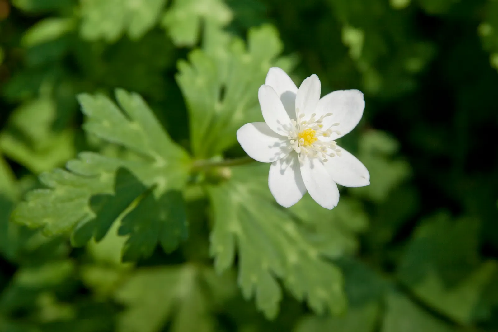 Japanese Anemone (Anemone Japonica) — blue and multi-colored and pink and white flowers in the garden