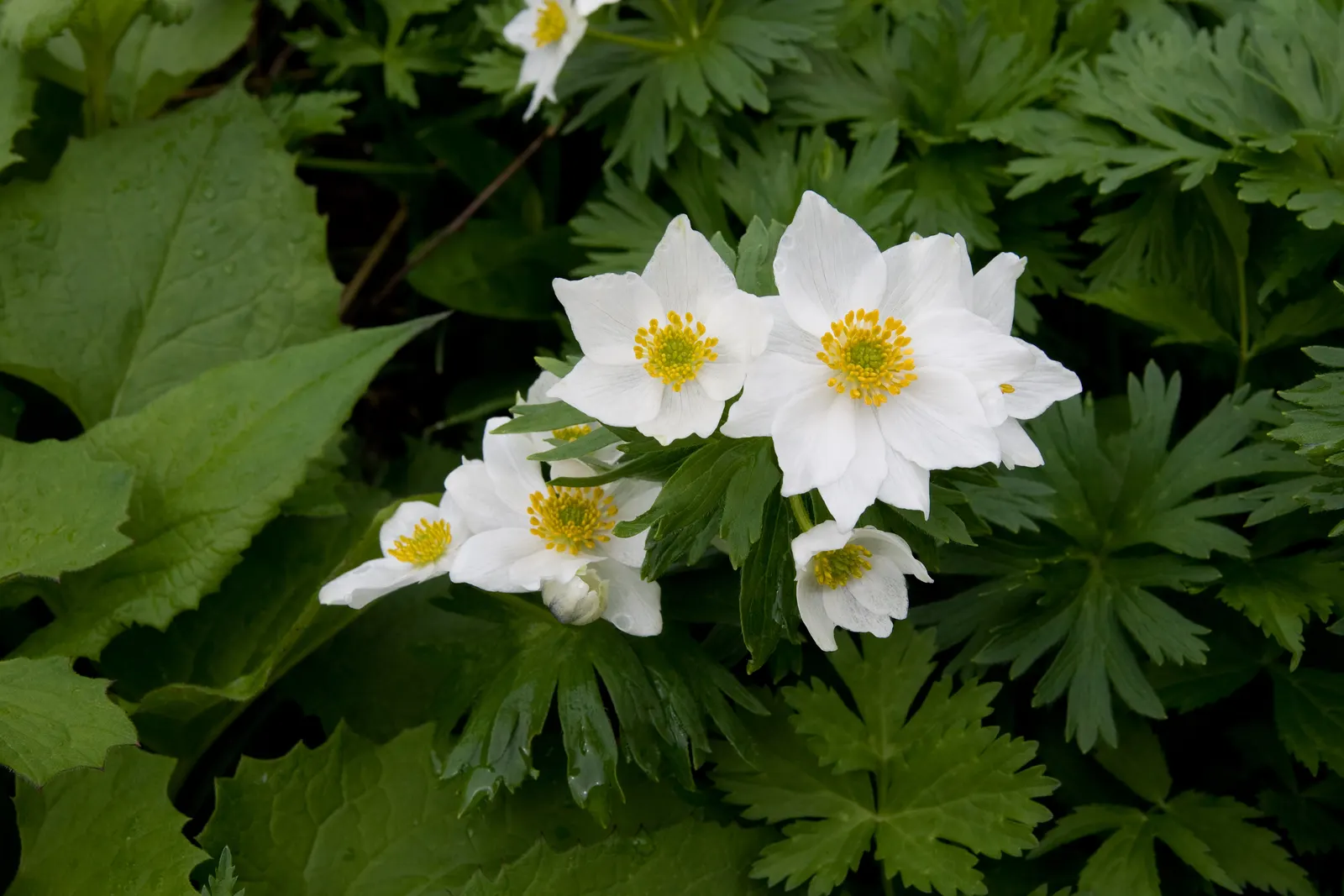 Japanese Anemone (Anemone Japonica) — with approximately 1 inch per week to sustain its vital appearance; flowering from late summer into fall, image 86
