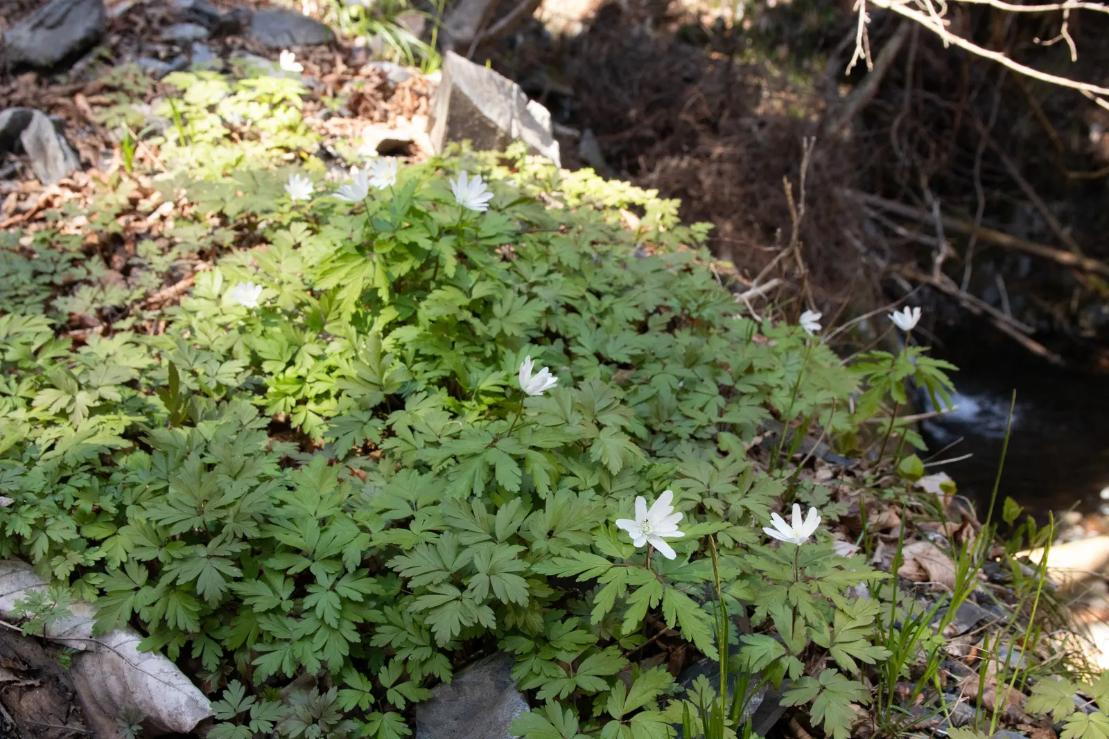Japanese Anemone (Anemone Japonica) — perennial with blue and multi-colored and pink and white blooms; the Anemone japonica is somewhat deer resistant