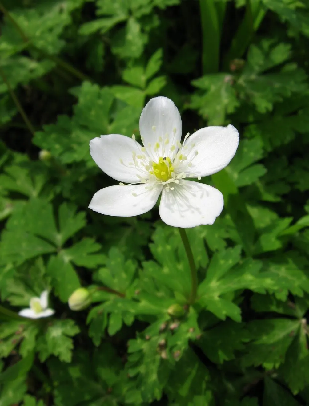 Japanese Anemone (Anemone Japonica) — The Japanese Anemone, or Anemone hupehensis var; the Japanese Anemone (Anemone hupehensis var, image 142