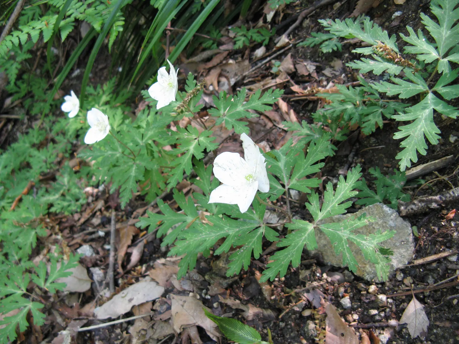 Japanese Anemone (Anemone Japonica) — complemented by dark green; typically blooming from late summer into fall, image 73