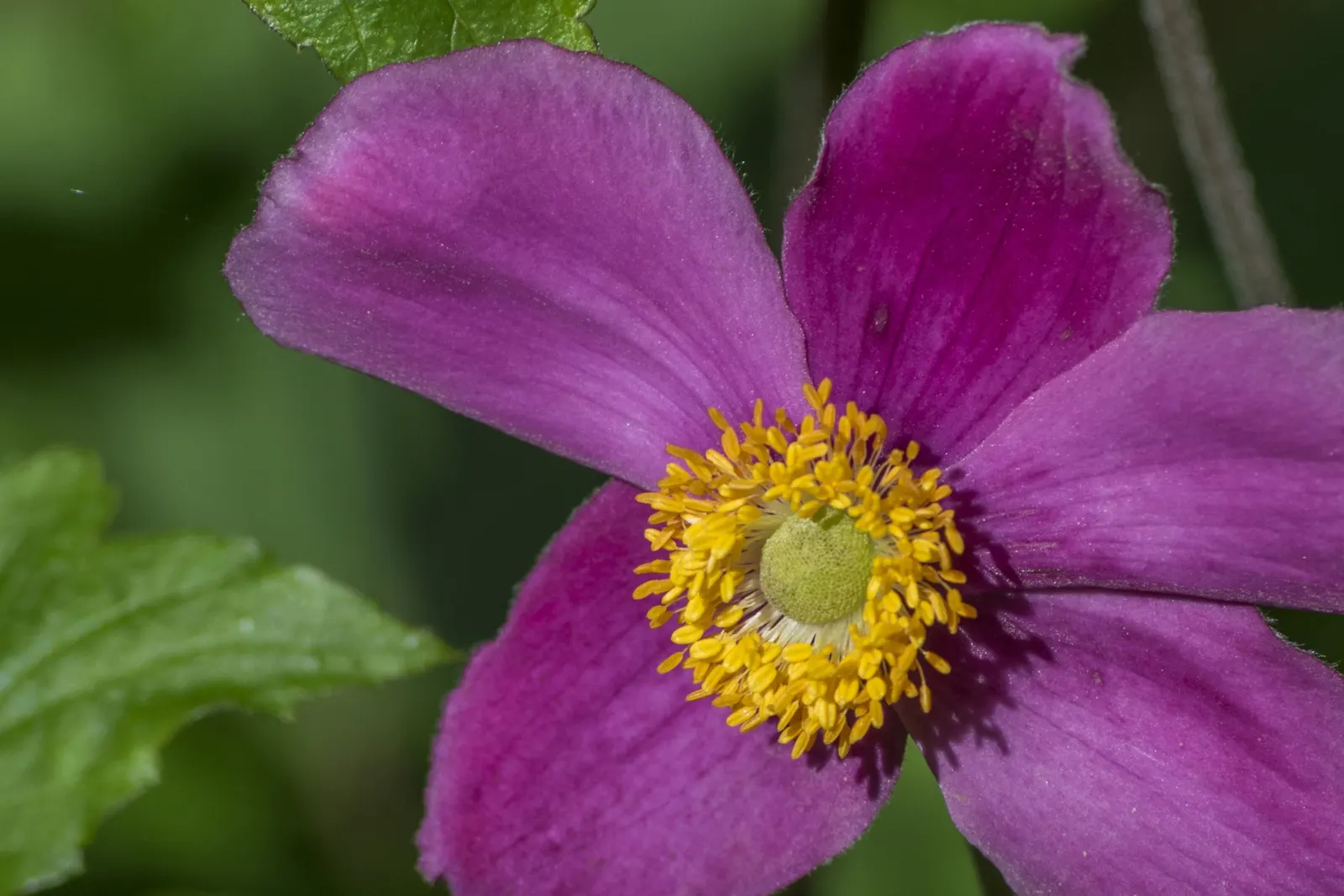 Japanese Anemone (Anemone Japonica) — presents a captivating display of simple yet elegant beauty in the landscape; this perennial prefers partial, image 110