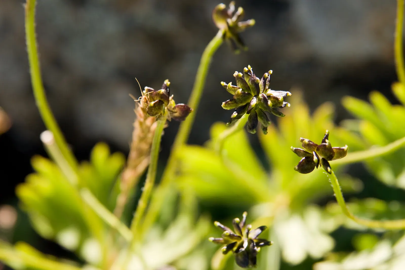 Japanese Anemone (Anemone Japonica) — while achieving a spread of 1.5 to 2.5 feet at maturity; saucer-shaped blooms atop wiry stems