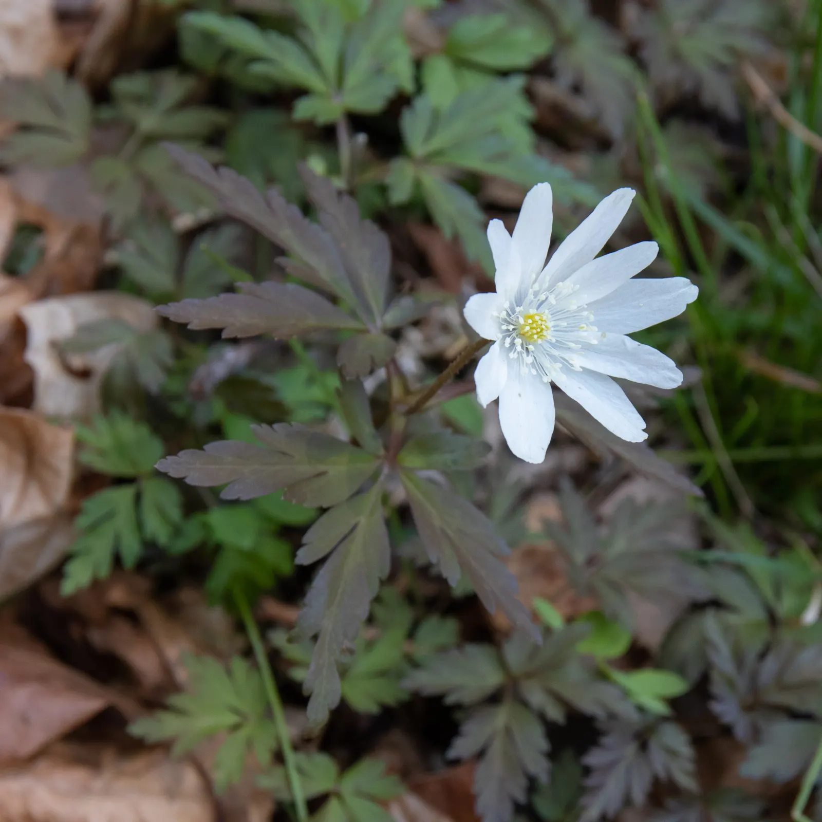 Japanese Anemone (Anemone Japonica) — the Japanese Anemone flourishes in partial shade; however