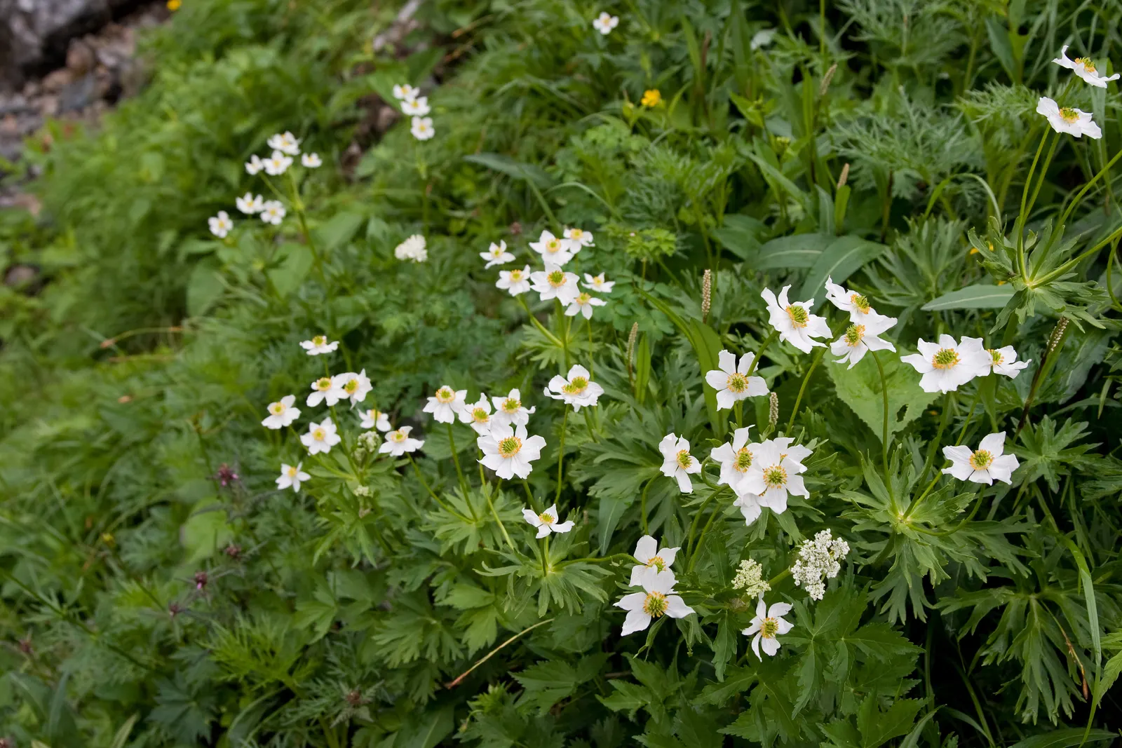 Japanese Anemone (Anemone Japonica) — which can add a dynamic contrast when placed amongst structured or evergreen plantings