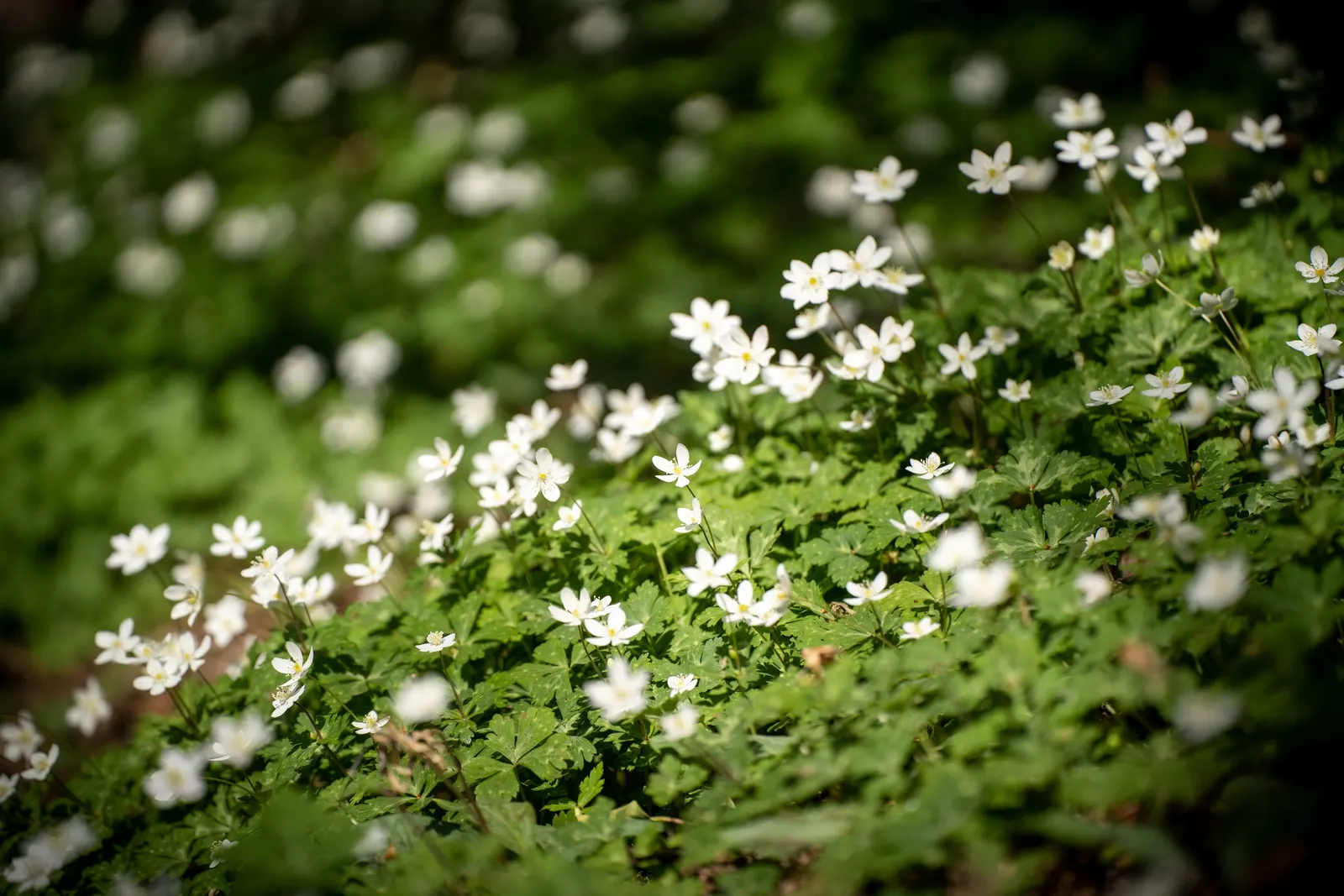 Japanese Anemone (Anemone Japonica) — aside from deadheading to encourage additional blooms; japonica) graces gardens with its elegant, image 194