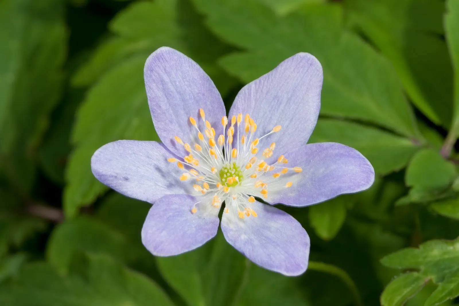 Japanese Anemone (Anemone Japonica) — the Japanese Anemone flourishes in partial shade; however; the Japanese Anemone, or Anemone hupehensis var