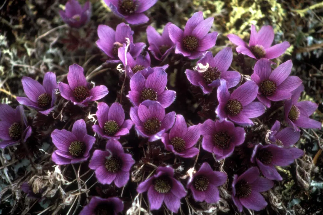 Japanese Anemone (Anemone Japonica) — saucer-shaped blooms atop wiry stems