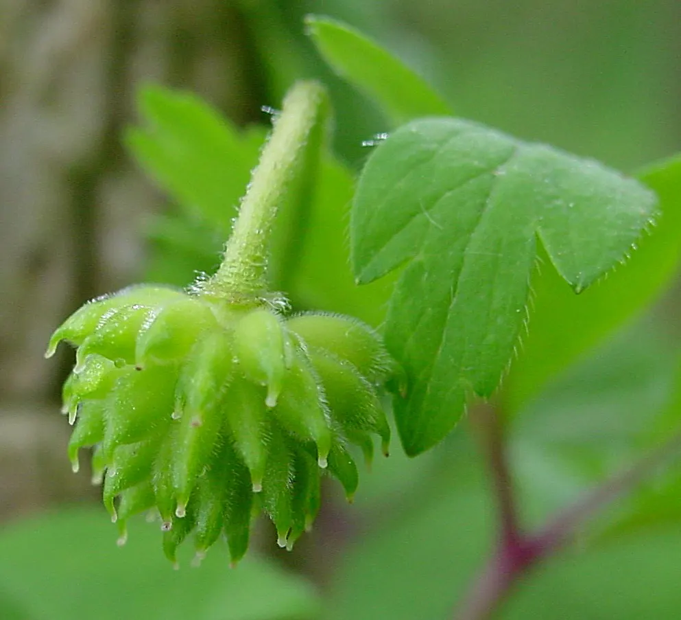 Japanese Anemone (Anemone Japonica) — consider its wind-swept movement and ethereal quality