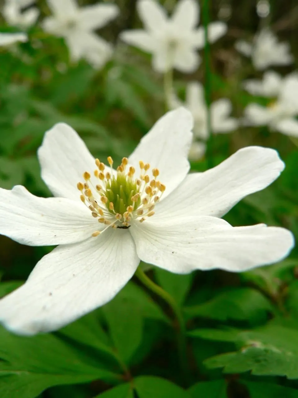 Japanese Anemone (Anemone Japonica) — Regular watering is necessary; blue and multi-colored and pink and white flowers in the garden, image 85