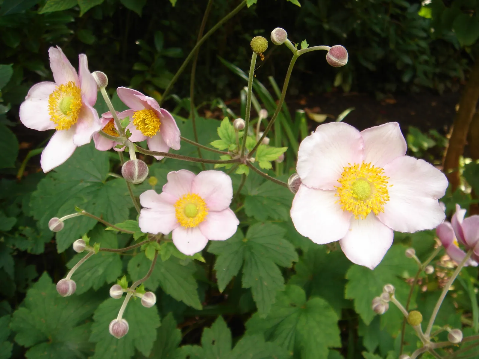Japanese Anemone (Anemone Japonica) — Its clumping habit and lack of invasiveness render it a courteous neighbor within the garden tapestry, image 160