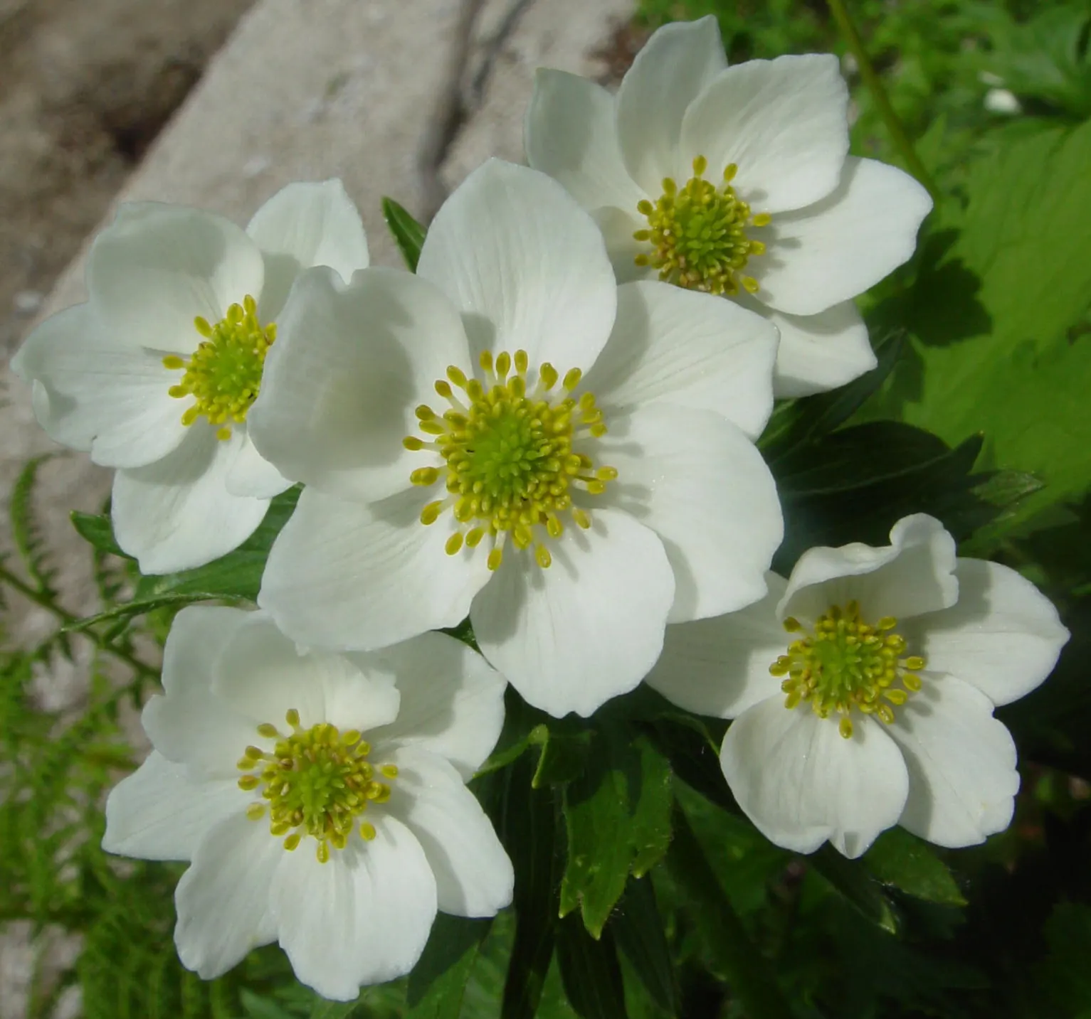 Japanese Anemone (Anemone Japonica) — with yellow stamens that attract pollinators to the garden