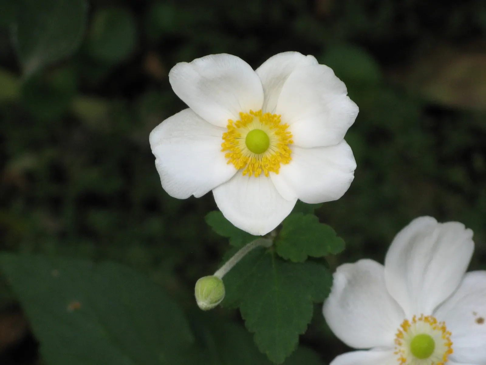 Japanese Anemone (Anemone Japonica) — The Japanese Anemone, or Anemone hupehensis var; the Japanese Anemone (Anemone hupehensis var, image 76