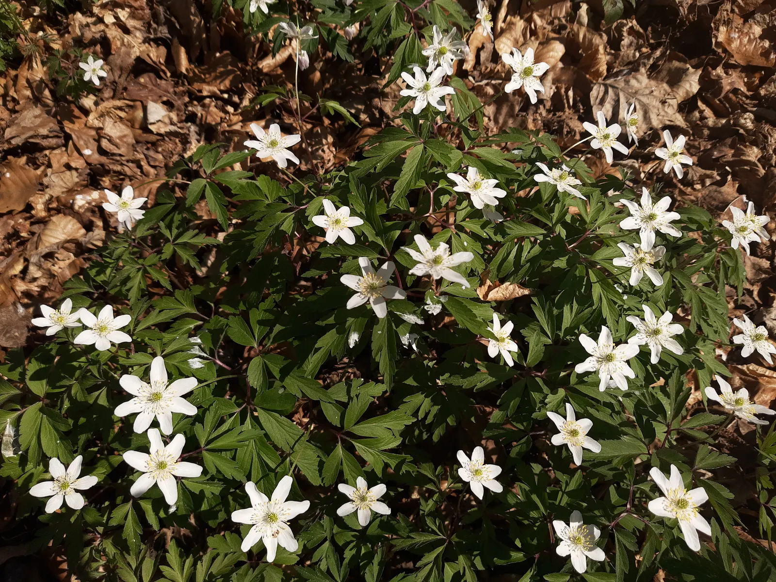 Japanese Anemone (Anemone Japonica) — perennial for full or half; the Japanese Anemone is a steadfast choice for a serene and inviting garden, image 165