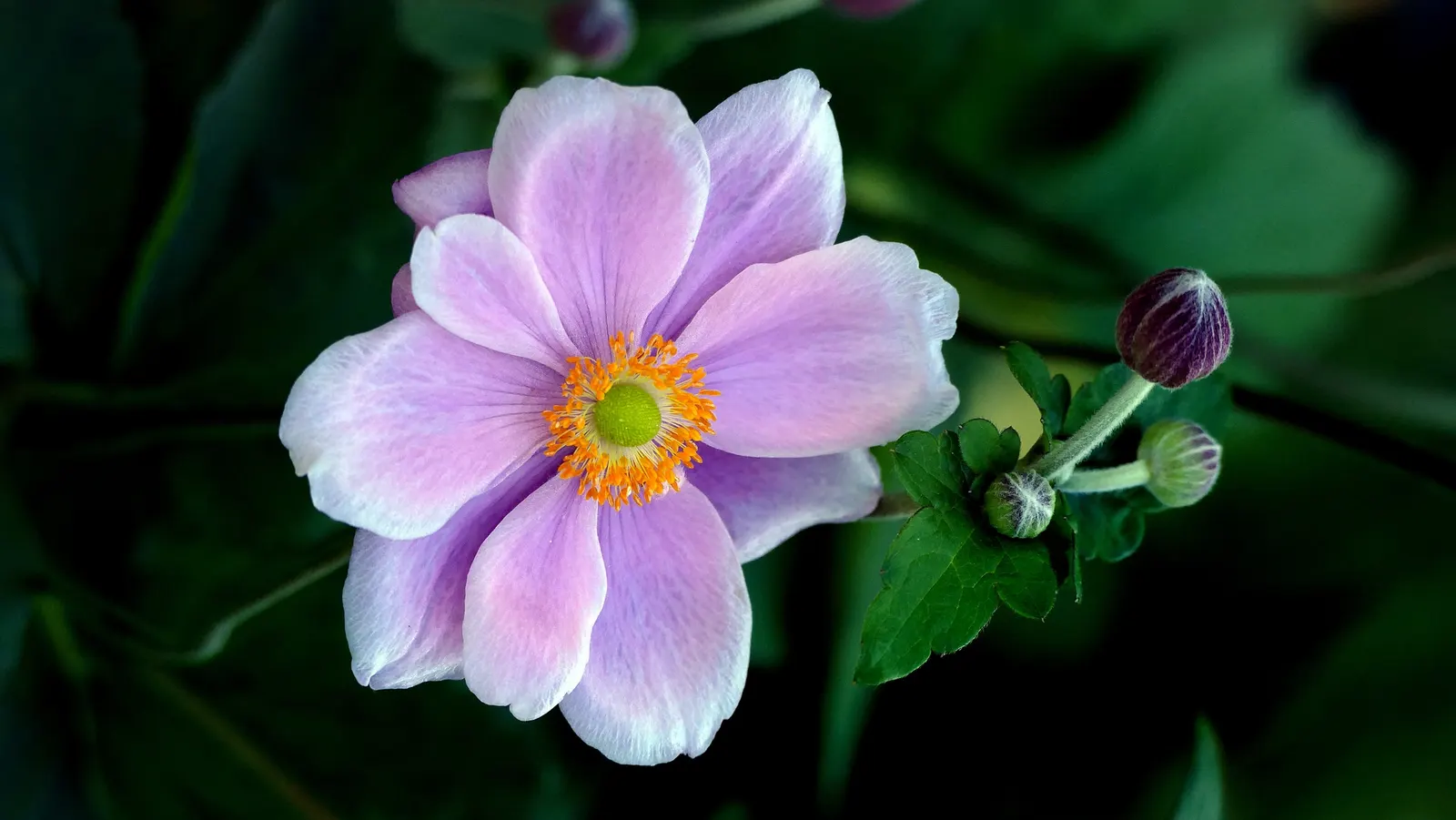 Japanese Anemone (Anemone Japonica) — reaching heights of 24 to 36 inches; <br><br>When designing with this plant, image 136
