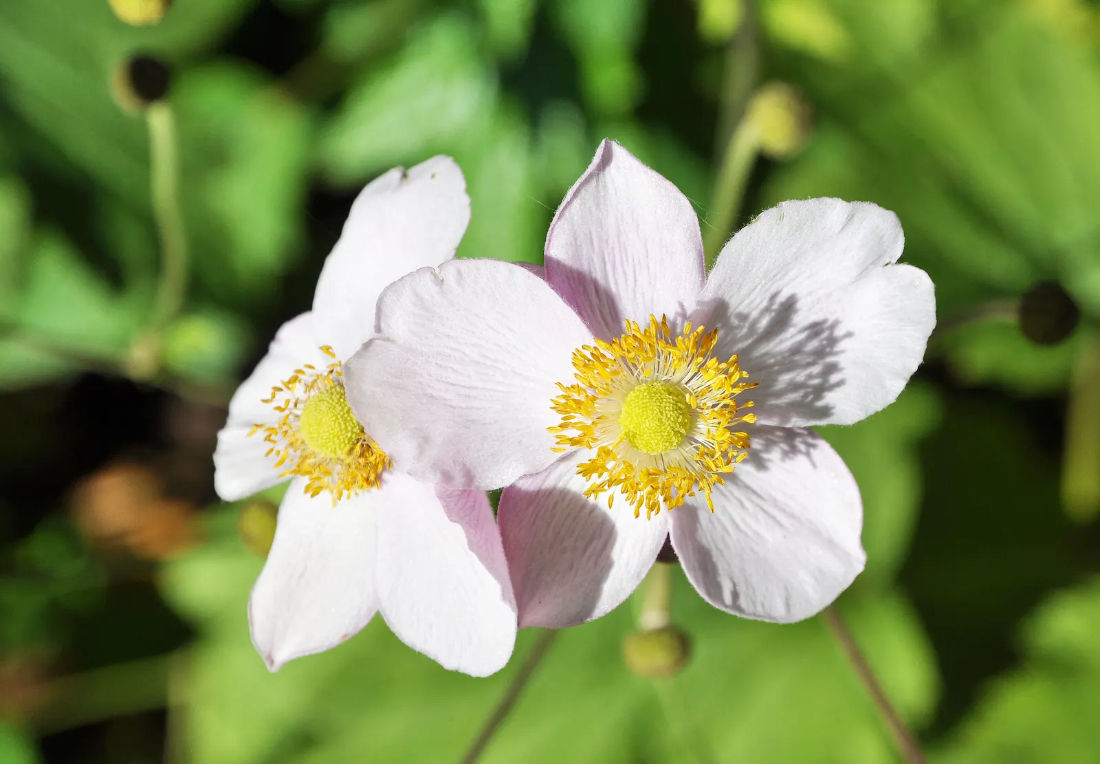 Japanese Anemone (Anemone Japonica) — complemented by dark green; typically blooming from late summer into fall, image 106