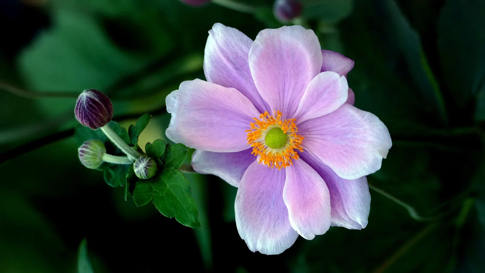 Japanese Anemone (Anemone Japonica) — Blossoms range in color from pure white to deep pink; saucer-shaped flowers that dance atop slender stems, image 186