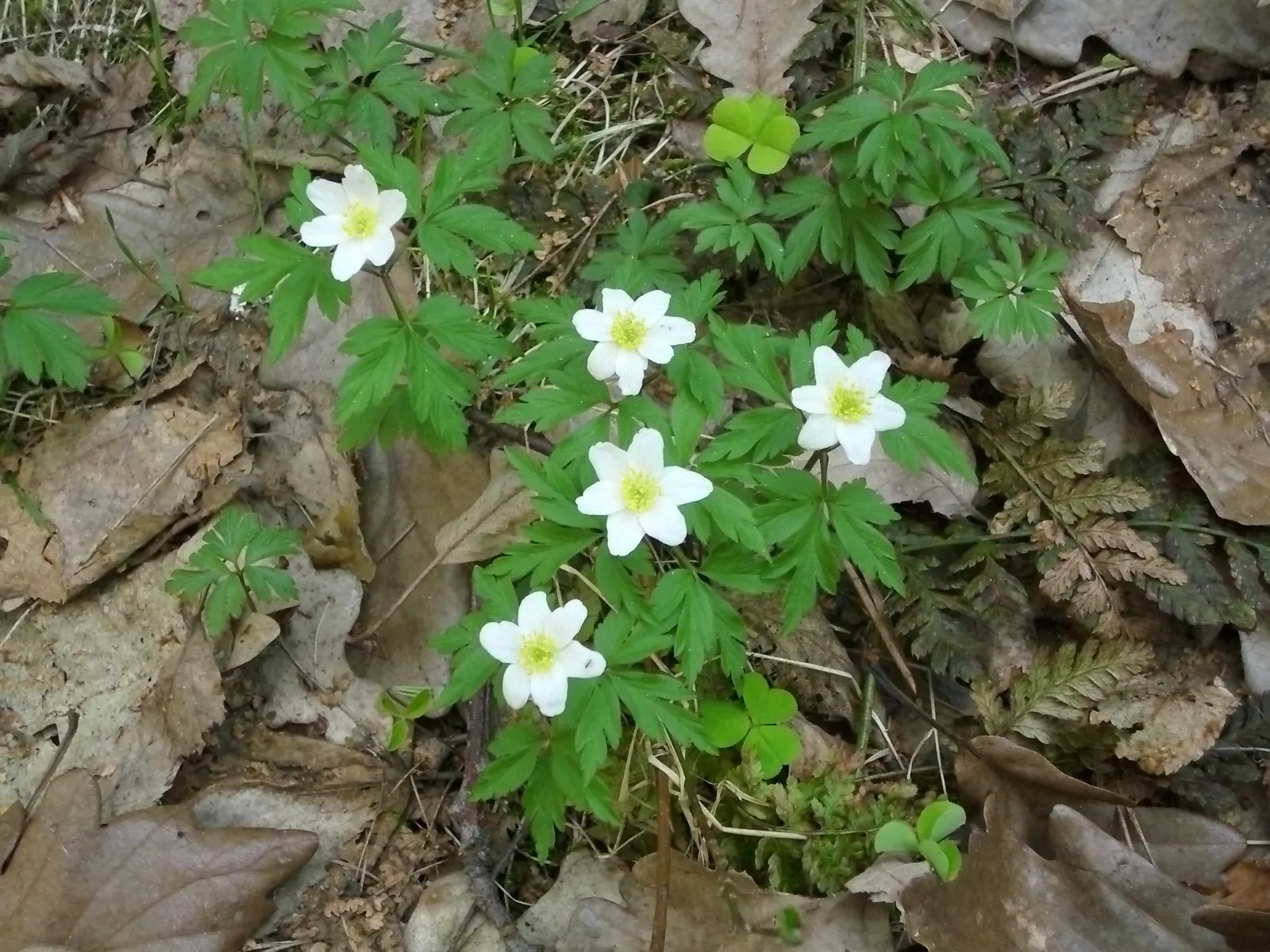 Japanese Anemone (Anemone Japonica) — This perennial prefers partial shade and well-drained soil, spreading 18 to 24 inches wide; with, image 74