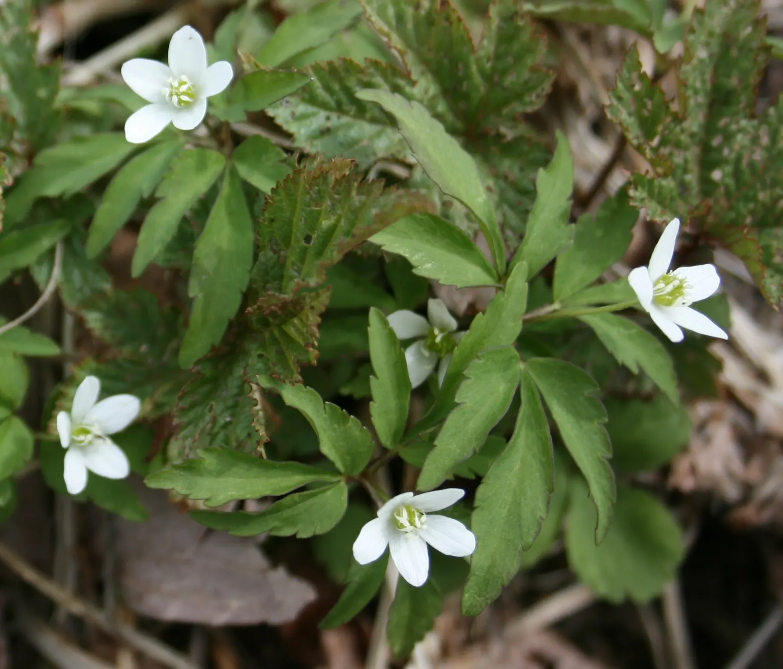 Japanese Anemone (Anemone Japonica) — aside from deadheading to encourage additional blooms