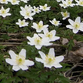 Japanese Anemone (Anemone Japonica) — The Japanese Anemone, or Anemone hupehensis var; the Japanese Anemone (Anemone hupehensis var, image 109