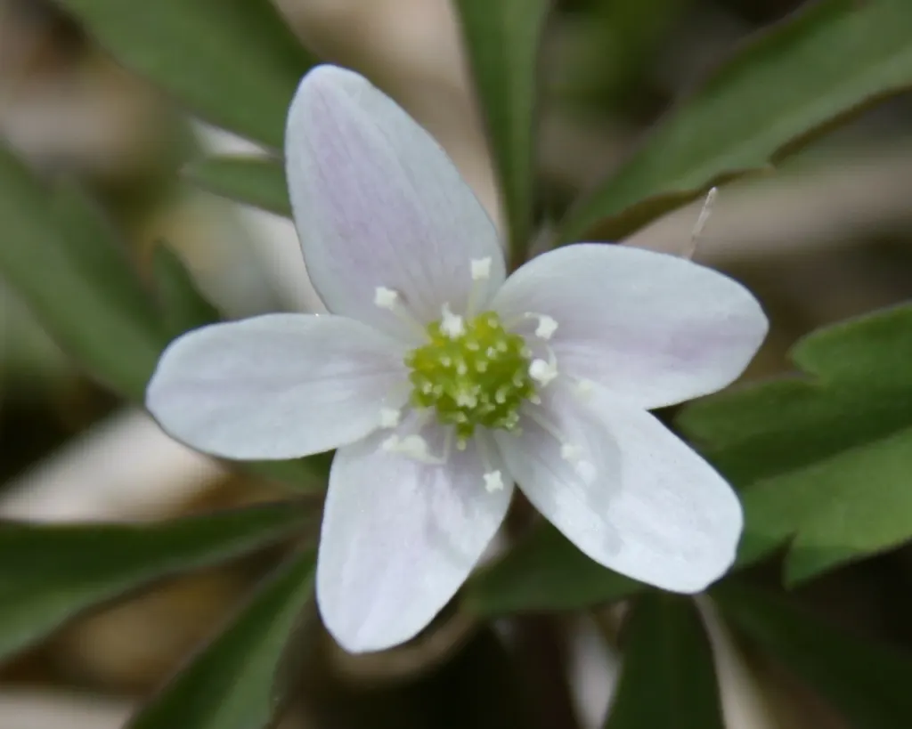 Japanese Anemone (Anemone Japonica) — saucer-shaped flowers that dance atop slender stems; while achieving a spread of 1.5 to 2.5 feet at maturity