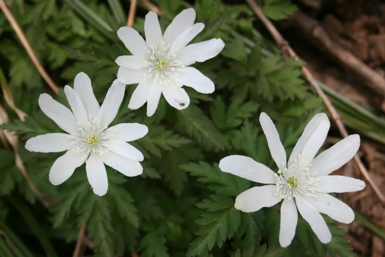 Japanese Anemone (Anemone Japonica) — The Japanese Anemone, or Anemone hupehensis var; the Japanese Anemone (Anemone hupehensis var, image 175
