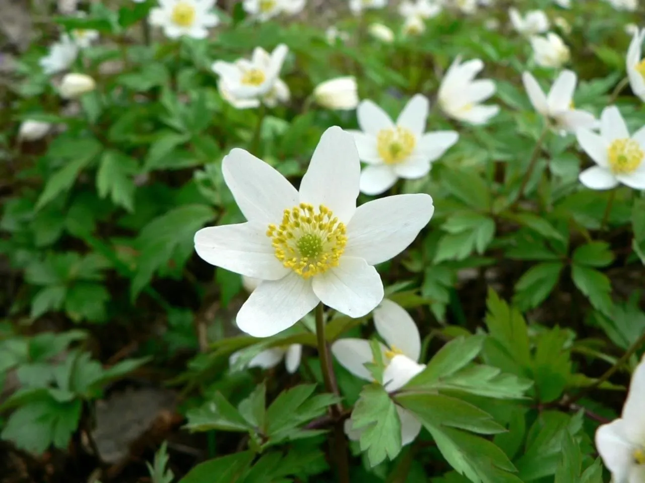 Japanese Anemone (Anemone Japonica) — Flowering from late summer into fall; perennial with blue and multi-colored and pink and white blooms, image 170