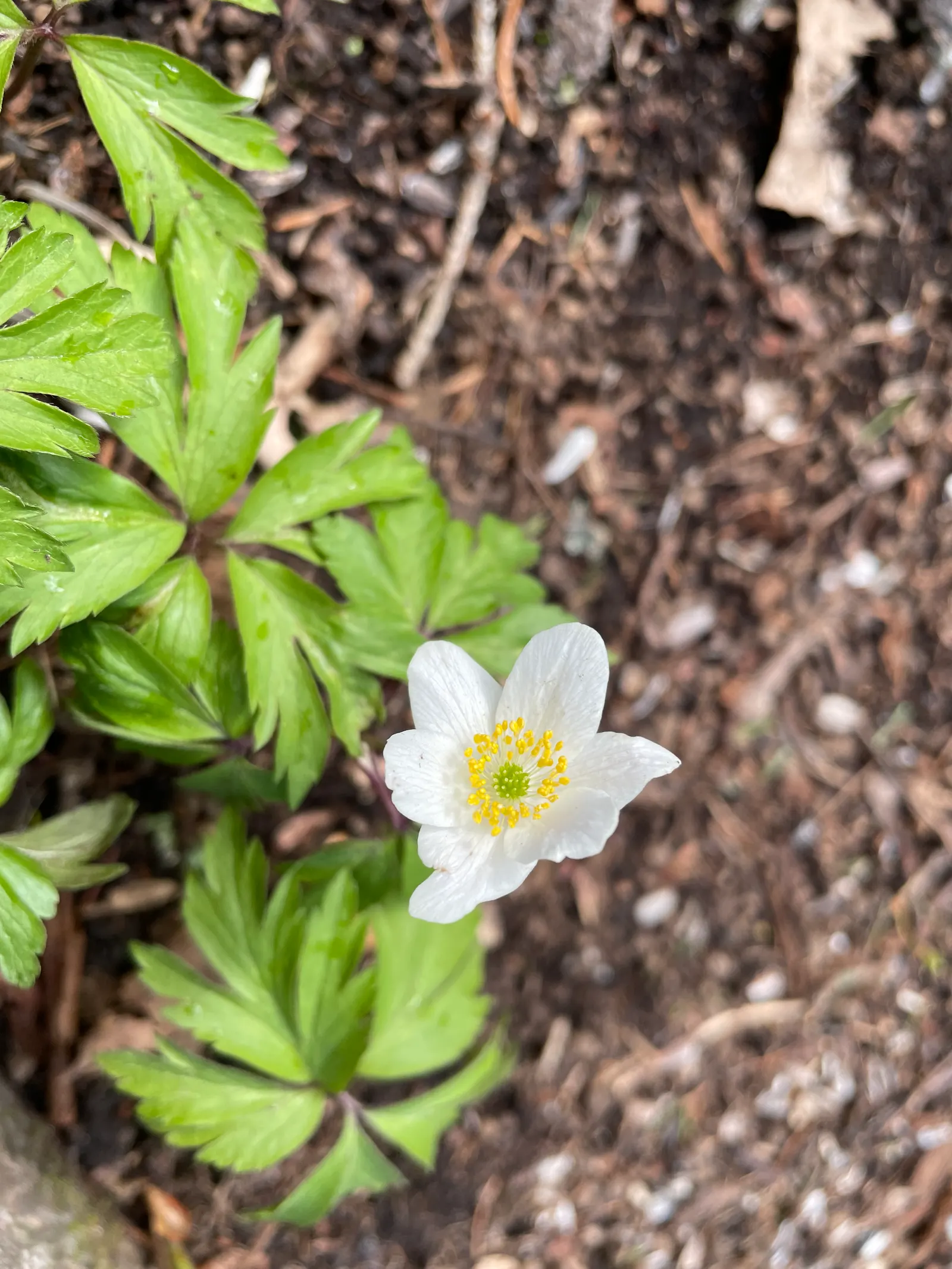 Japanese Anemone (Anemone Japonica) — with approximately 1 inch per week to sustain its vital appearance