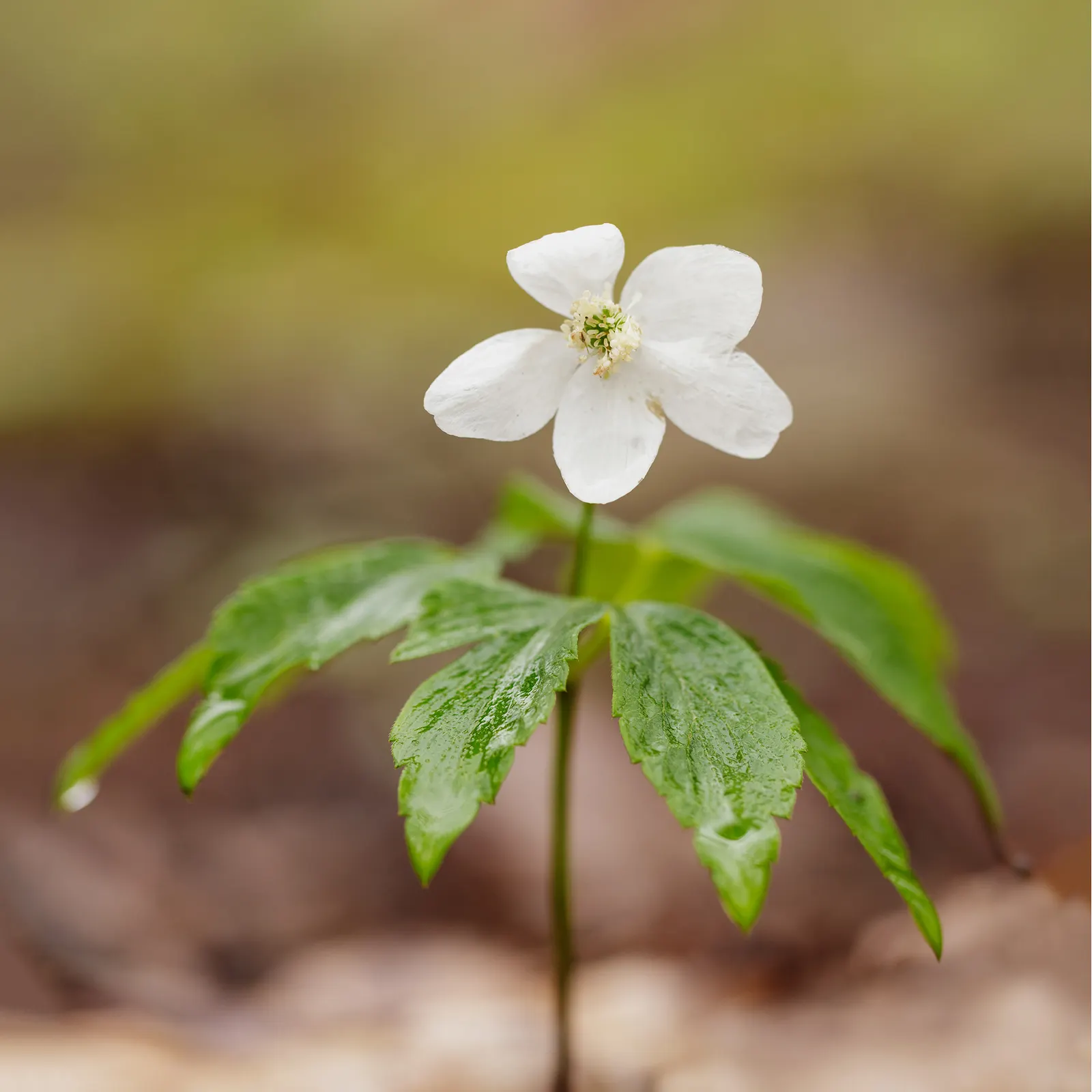 Japanese Anemone (Anemone Japonica) — japonica) graces gardens with its elegant; presents a captivating display of simple yet elegant beauty in the, image 167