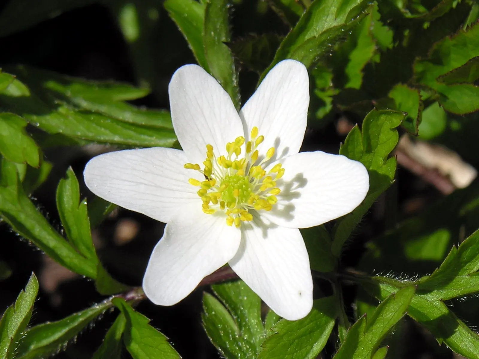 Japanese Anemone (Anemone Japonica) — Typically blooming from late summer into fall; with yellow stamens that attract pollinators to the garden, image 145