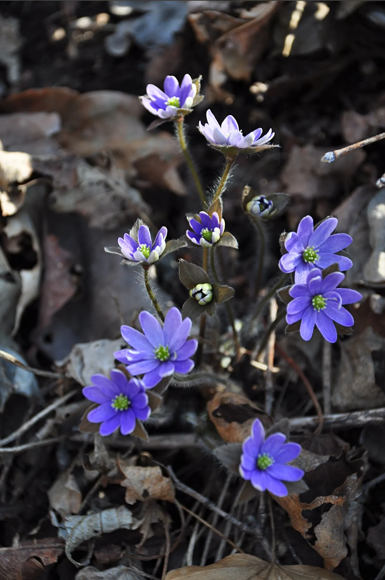 Japanese Anemone (Anemone Japonica) — perennial for full or half; the Japanese Anemone is a steadfast choice for a serene and inviting garden, image 99