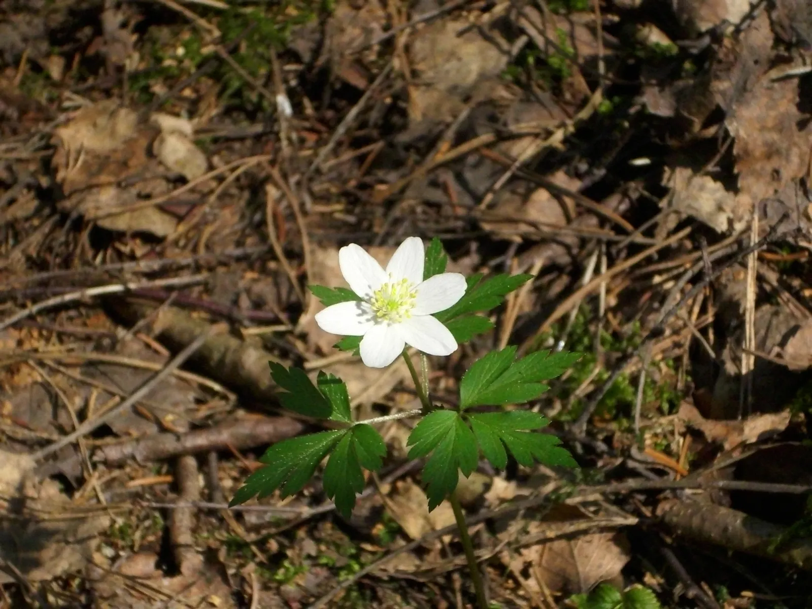 Japanese Anemone (Anemone Japonica) — perennial for full or half; the Japanese Anemone is a steadfast choice for a serene and inviting garden, image 132