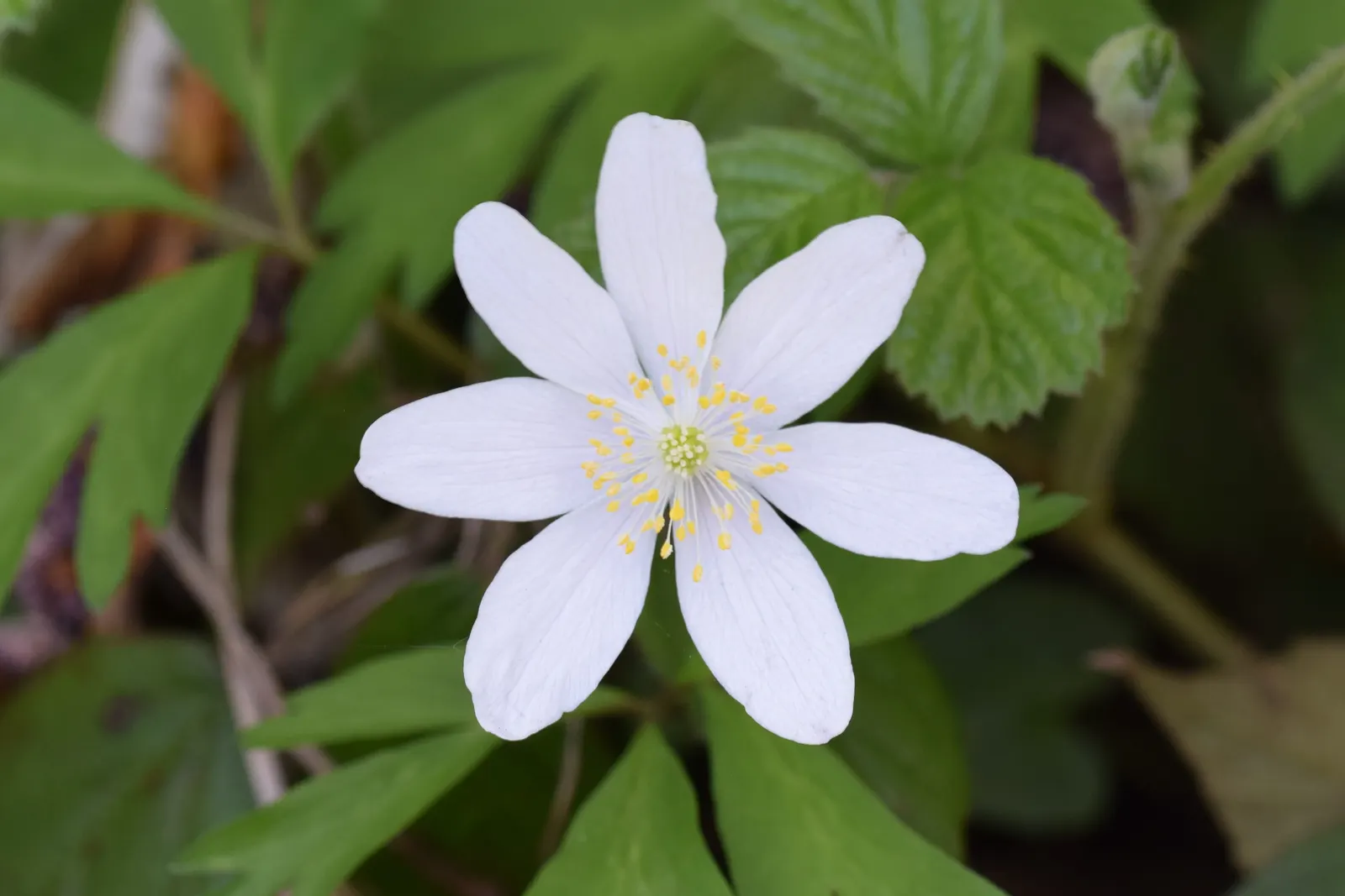 Japanese Anemone (Anemone Japonica) — the Japanese Anemone is a steadfast choice for a serene and inviting garden aesthetic; ideal for borders, it, image 96