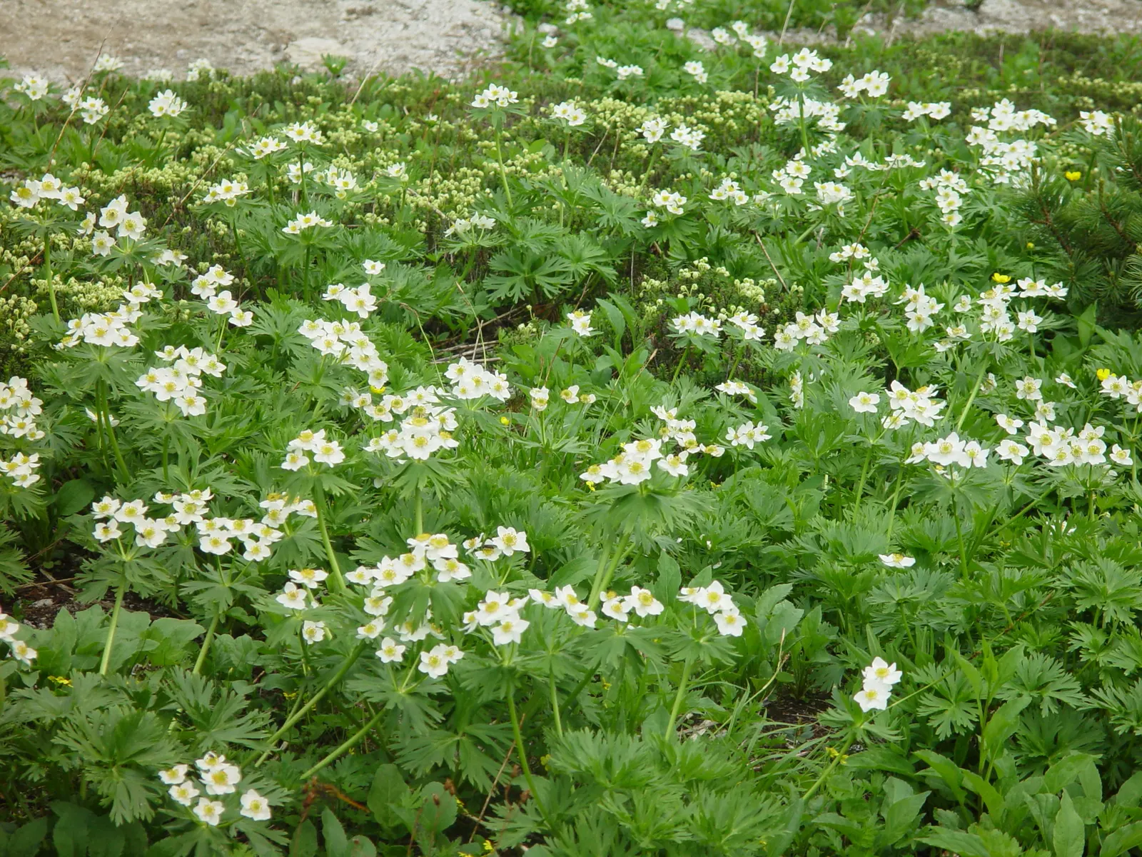 Japanese Anemone (Anemone Japonica) — consider its wind-swept movement and ethereal quality; this perennial's height ranges from 2 to 4 feet