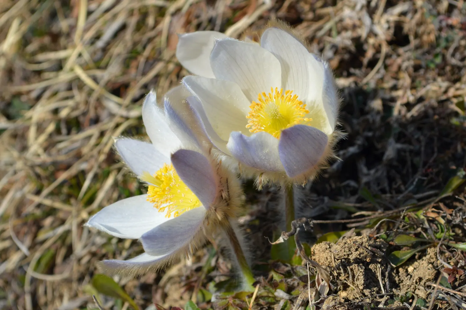 Japanese Anemone (Anemone Japonica) — The Anemone japonica is somewhat deer resistant; consider its wind-swept movement and ethereal quality, image 155
