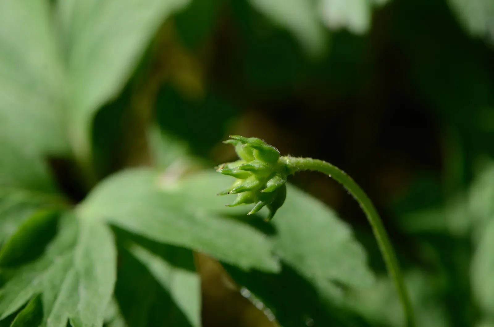 Japanese Anemone (Anemone Japonica) — Its clumping habit and lack of invasiveness render it a courteous neighbor within the garden tapestry, image 61