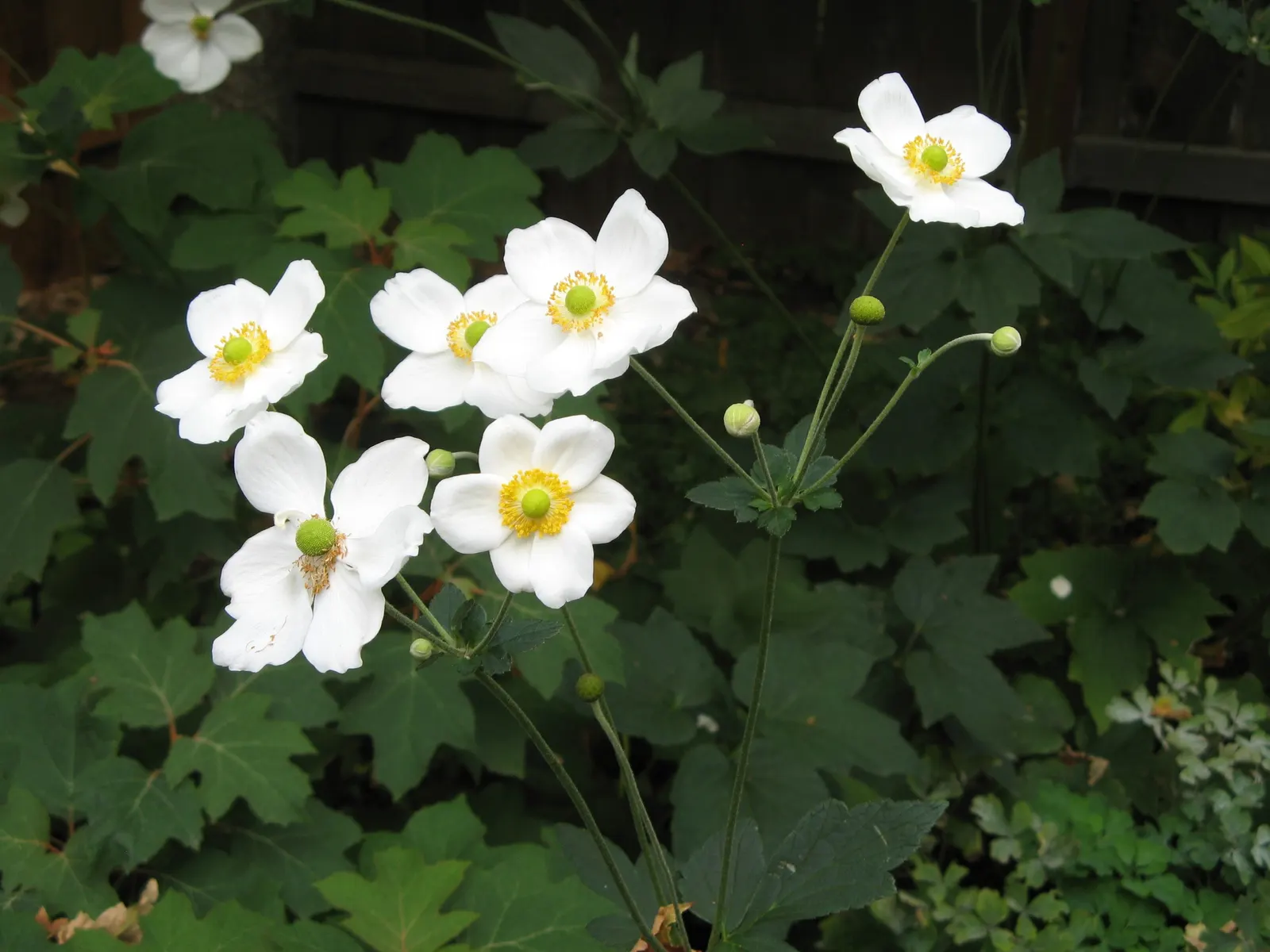 Japanese Anemone (Anemone Japonica) — The Japanese Anemone (Anemone hupehensis var; reaching heights of 24 to 36 inches, image 133