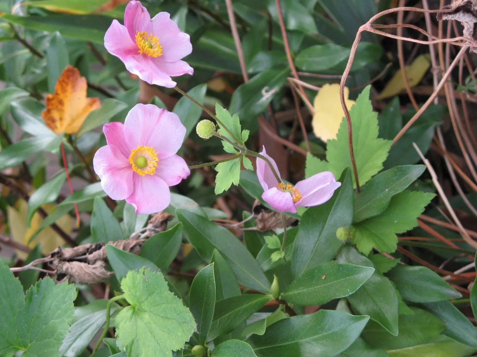 Japanese Anemone (Anemone Japonica) — Typically blooming from late summer into fall; with yellow stamens that attract pollinators to the garden, image 112