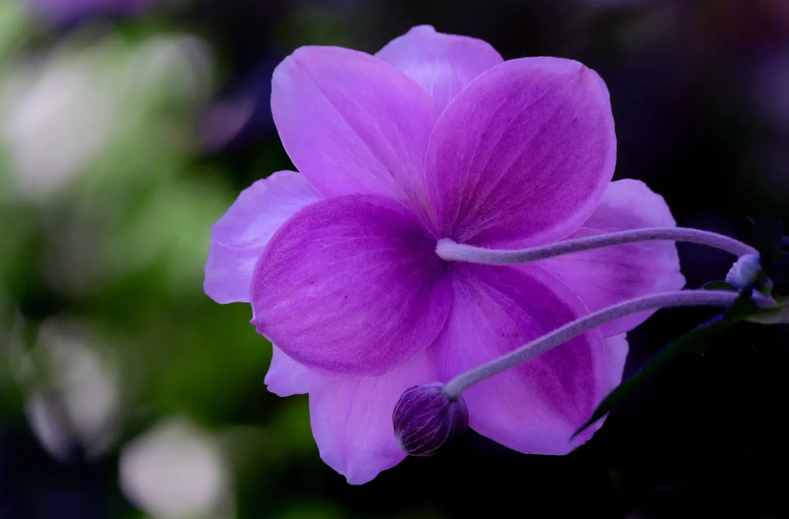 Japanese Anemone (Anemone Japonica) — consider its wind-swept movement and ethereal quality; this perennial's height ranges from 2 to 4 feet, image 191