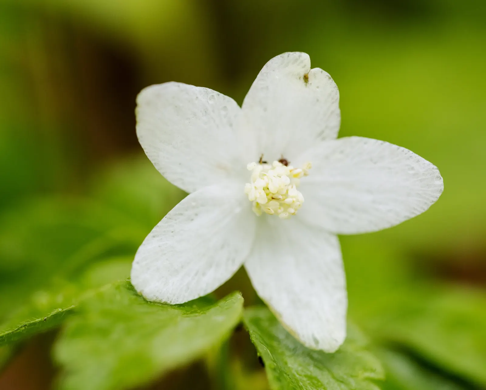 Japanese Anemone (Anemone Japonica) — This perennial prefers partial shade and well-drained soil, spreading 18 to 24 inches wide; with, image 173