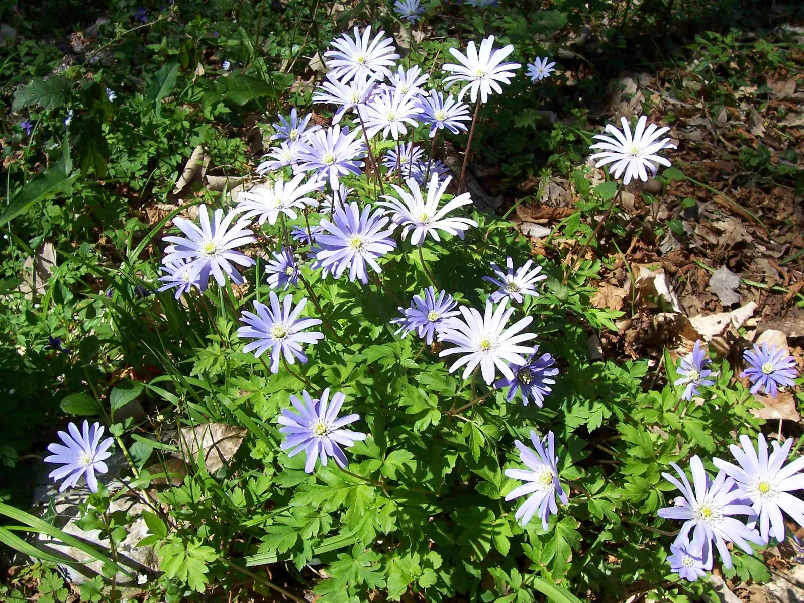 Japanese Anemone (Anemone Japonica) — varieties with darker foliage may tolerate more sun, image 50