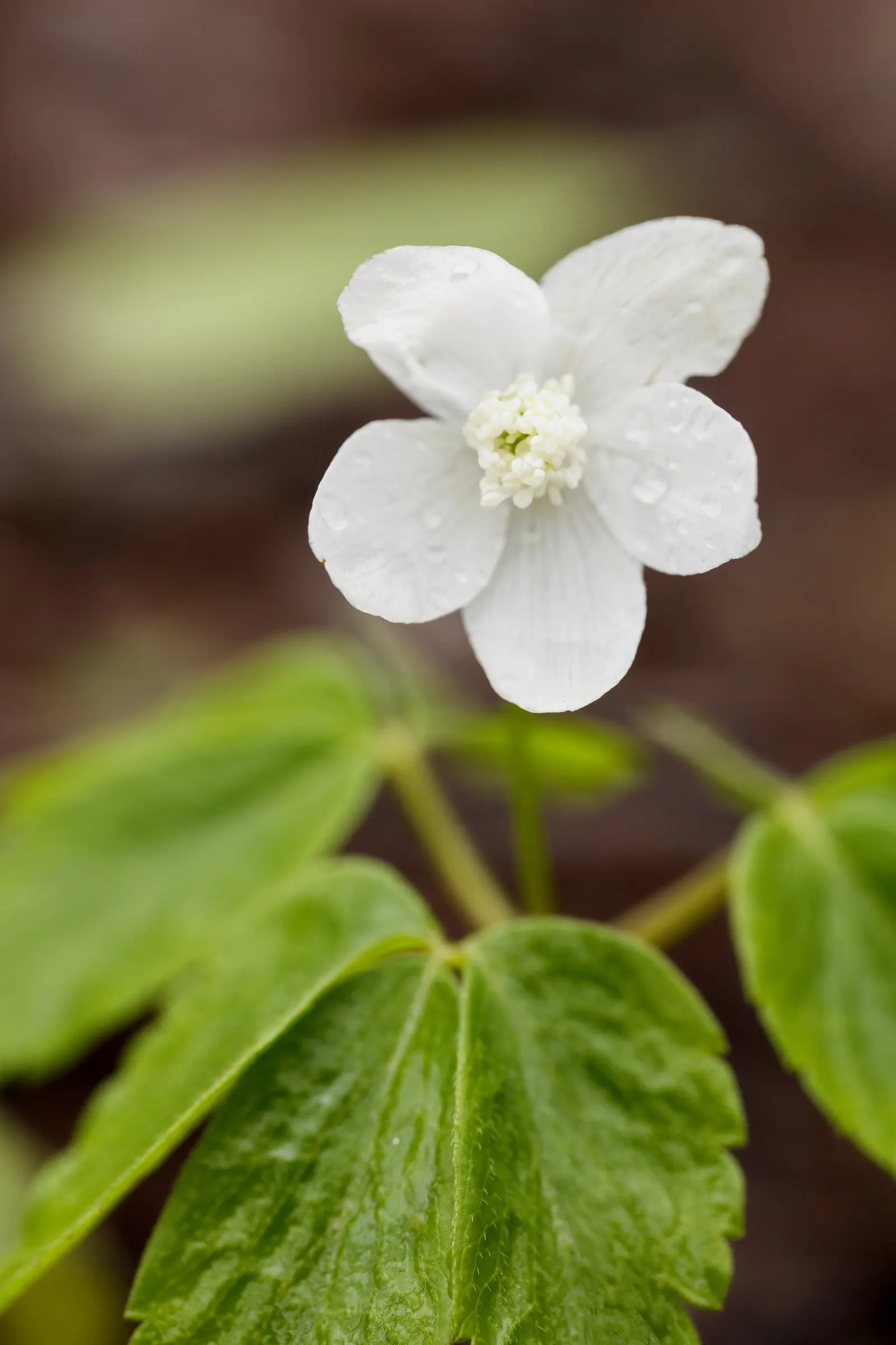 Japanese Anemone (Anemone Japonica) — The Anemone japonica is somewhat deer resistant; consider its wind-swept movement and ethereal quality, image 188
