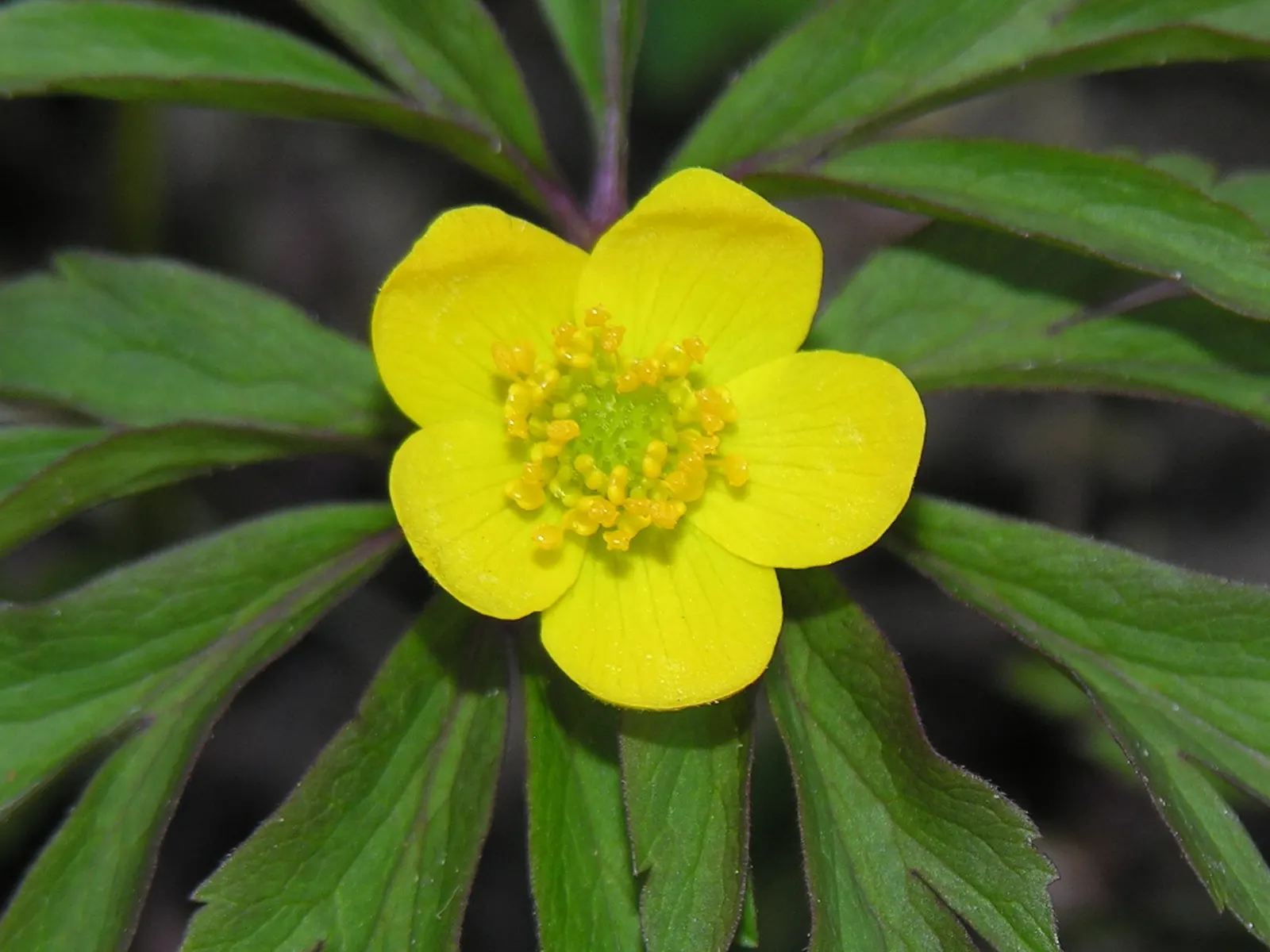 Japanese Anemone (Anemone Japonica) — Its clumping habit and lack of invasiveness render it a courteous neighbor within the garden tapestry, image 193