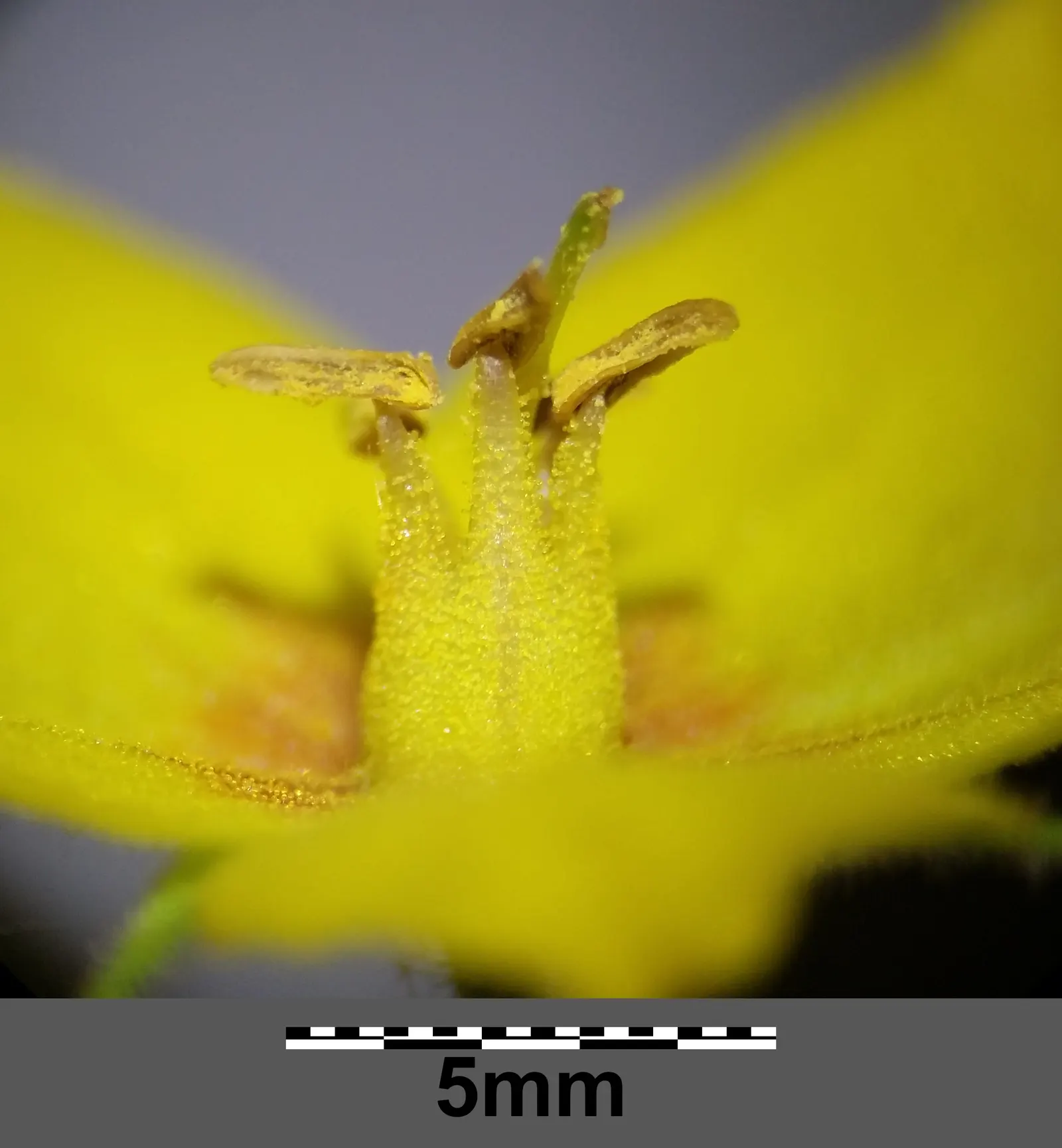 Yellow Loosestrife (Lysimachia Punctata) — From late spring into midsummer; while it is tolerant of various soil types, ensuring adequate drainage, image 109