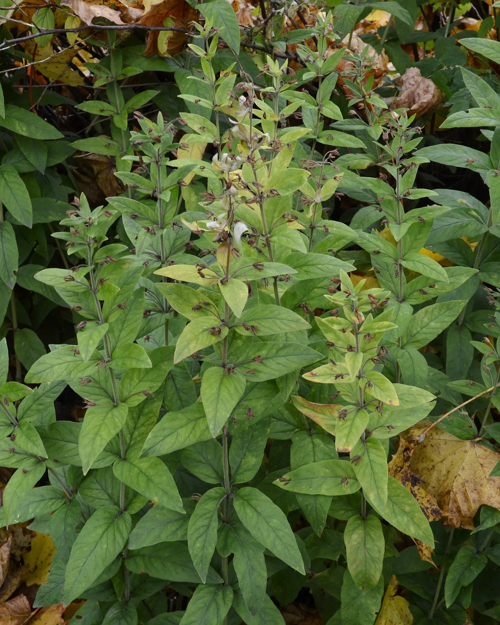 Yellow Loosestrife (Lysimachia Punctata) — herbaceous perennial that is a favored addition to garden designs for its striking flowers and lush, image 33