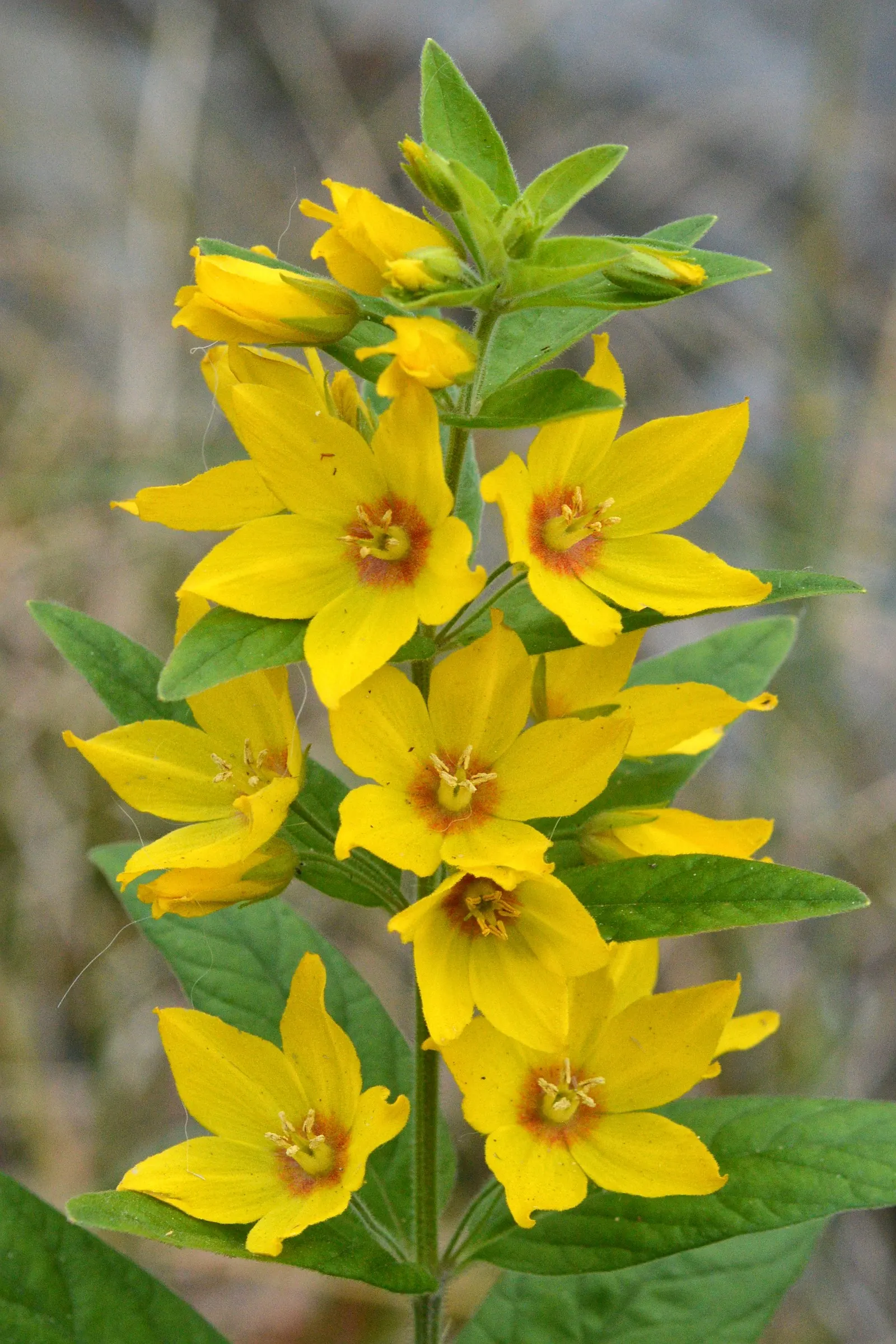 Yellow Loosestrife (Lysimachia Punctata) — This plant typically reaches heights of 24 to 36 inches with a spread of 18 to 24 inches; yellow, image 226