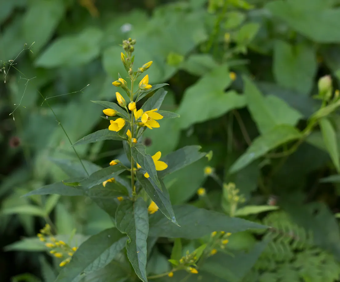 Yellow Loosestrife (Lysimachia Punctata) — cup-shaped yellow flowers; arranged in a whorled pattern up erect stems, image 170