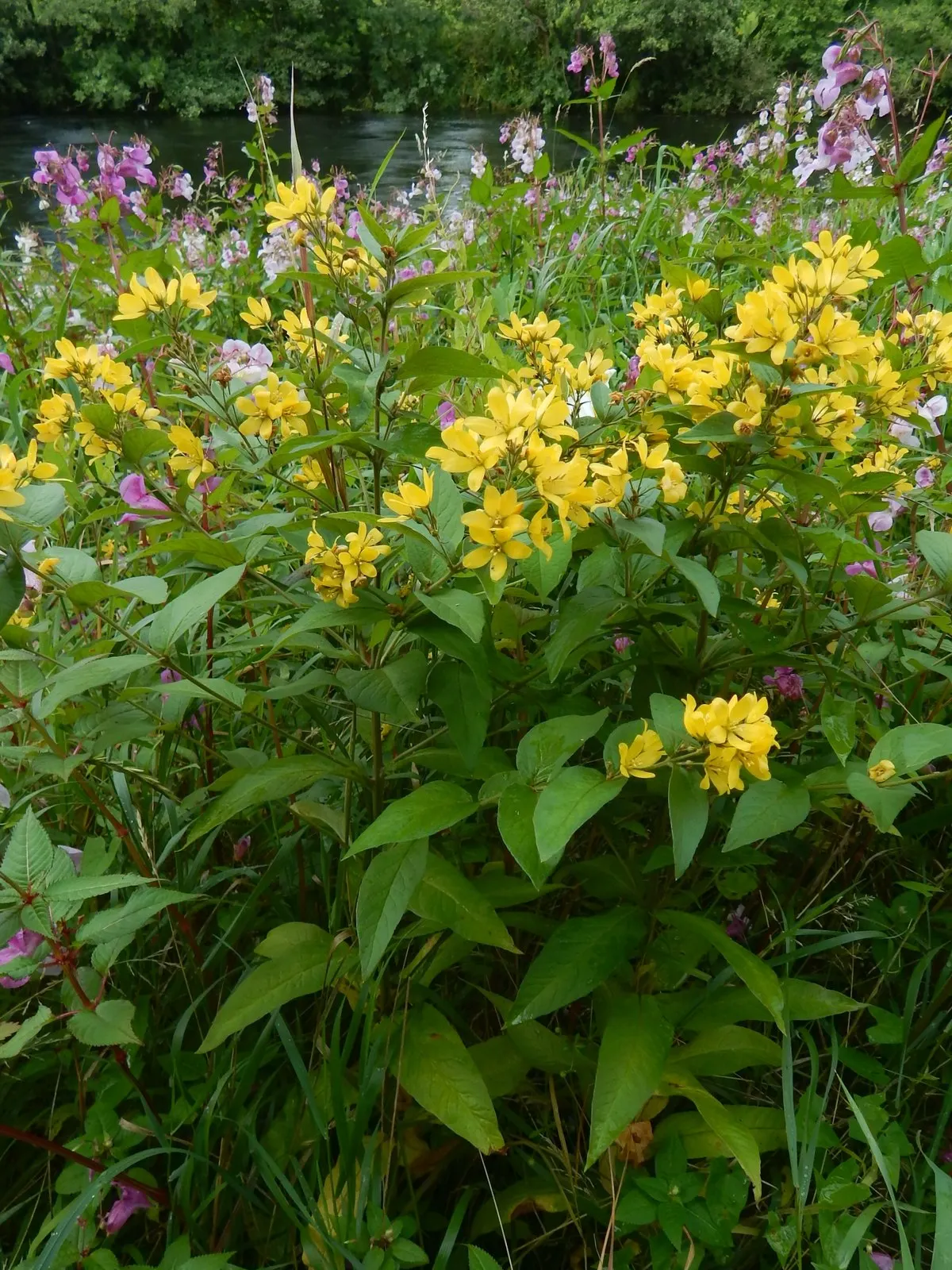 Yellow Loosestrife (Lysimachia Punctata) — scientifically known as Lysimachia punctata; ideal for borders or waterside plantings, image 200
